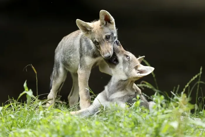 Framed Print : Two European Gray wolf (Canis lupus)playing puppies