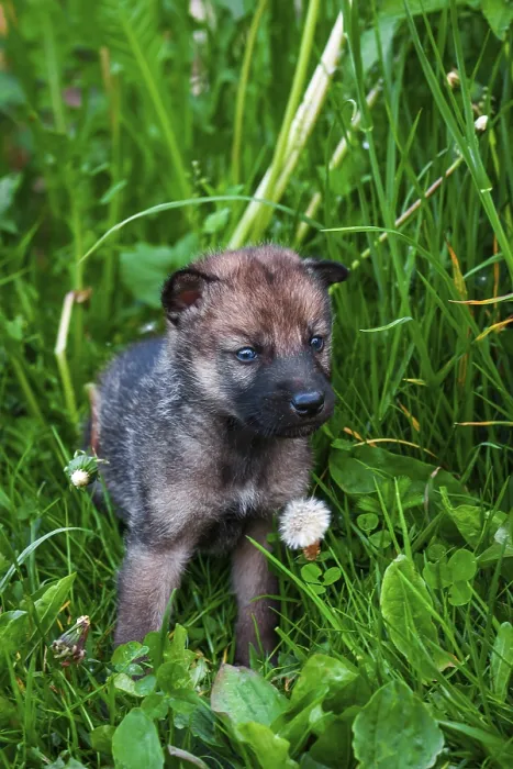 Framed Print : European Gray Wolf Cubs in a Grass in a Spring Day
