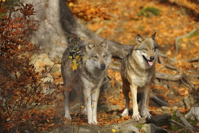 Framed Print : Two european gray wolves (Canis lupus lupus) in autumn forest
