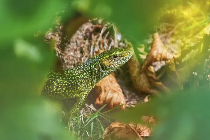 Framed Print : European Green Lizard (Lacerta Viridis) among Leaves Struilitsa
