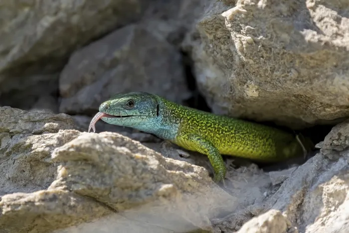 Framed Print : European green lizard (Lacerta viridis) looks out of its cave Framed Print : European green lizard (Lacerta viridis) looks out of its cave