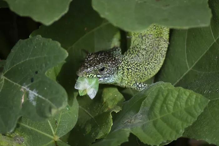 Framed Print : European green lizard (Lacerta viridis) with prey between leaves