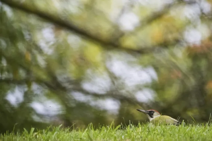 Framed Print : European green woodpecker (Picus viridis) foraging in a meadow Framed Print : European green woodpecker (Picus viridis) foraging in a meadow