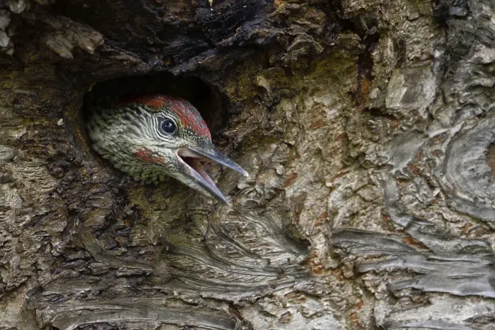 Framed Print : European Green Woodpecker (Picus viridis) juvenile peering out from nest hole