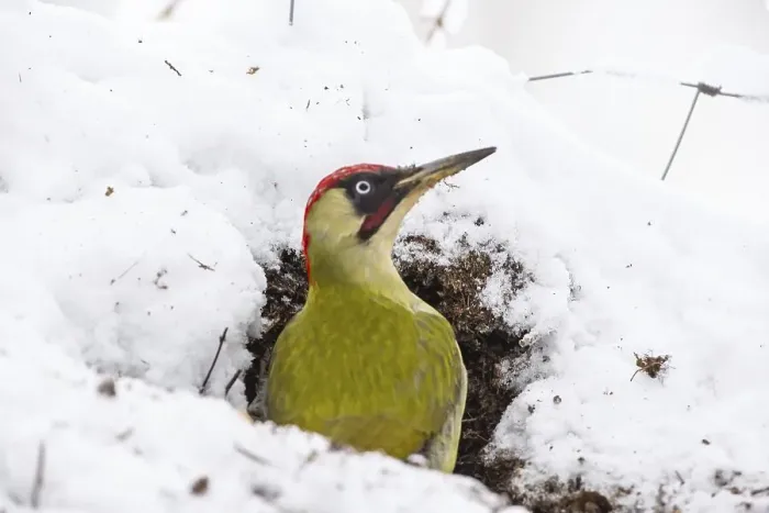 Framed Print : European green woodpecker (Picus viridis) male Framed Print : European green woodpecker (Picus viridis) male