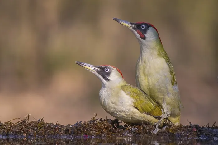 Framed Print : European Green Woodpecker (Picus viridis) pair mating