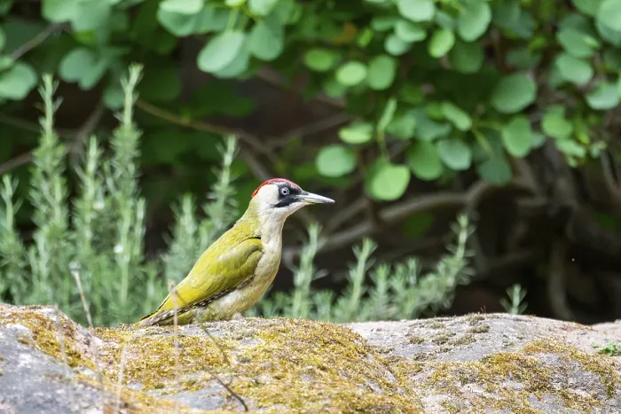 Framed Print : European green woodpecker (Picus viridis) standing on a rock