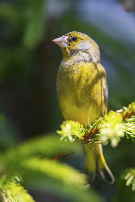 Framed Print : European greenfinch (Chloris chloris) sitting on a branch in spring