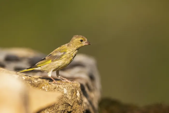 Framed Print : European greenfinch (Chloris chloris) sitting on a rock Framed Print : European greenfinch (Chloris chloris) sitting on a rock