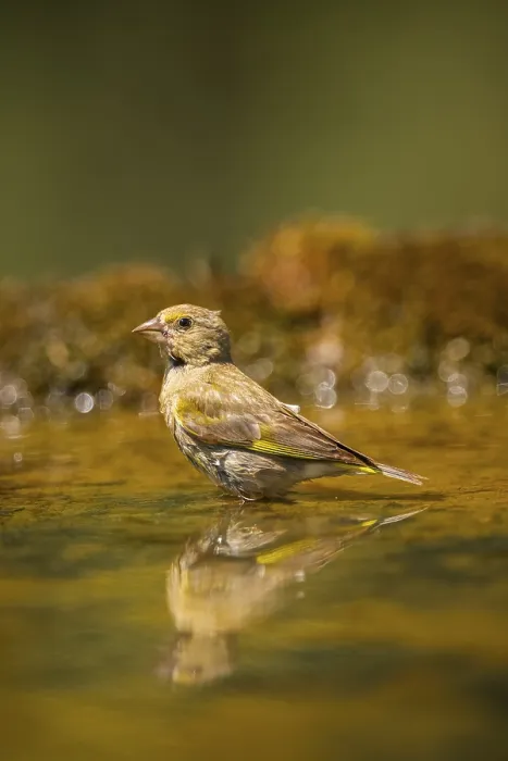 Framed Print : European greenfinch (Chloris chloris) at a water pool