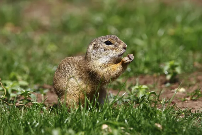 Framed Print : European Ground Squirrel (Citellus citellus) Framed Print : European Ground Squirrel (Citellus citellus)