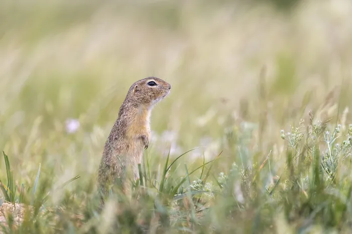 Framed Print : One European ground squirrel (Spermophilus citellus)
