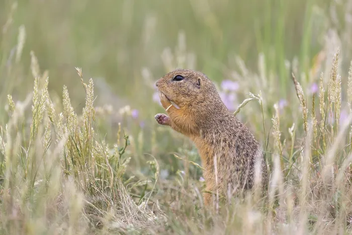 Framed Print : One European ground squirrel (Spermophilus citellus) Framed Print : One European ground squirrel (Spermophilus citellus)