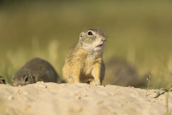 Framed Print : European ground squirrel (Spermophilus citellus) or European souslik sitting on sand and in tall grass feeding on seeds Framed Print : European ground squirrel (Spermophilus citellus) or European souslik sitting on sand and in tall grass feeding on seeds