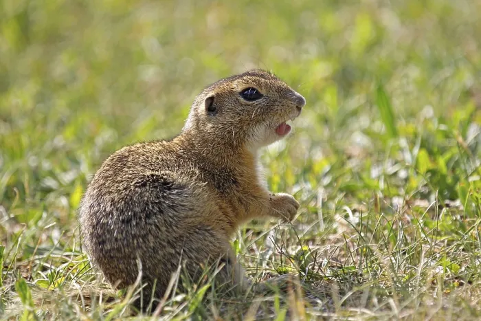 Framed Print : European ground squirrel (Spermophilus citellus)