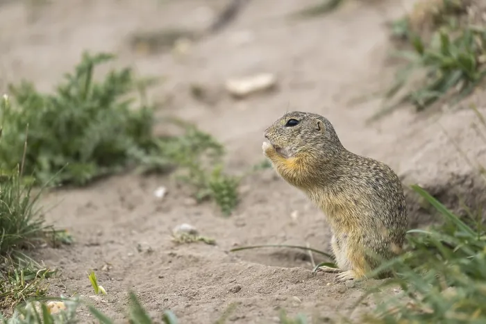 Framed Print : One European ground squirrel (Spermophilus citellus)
