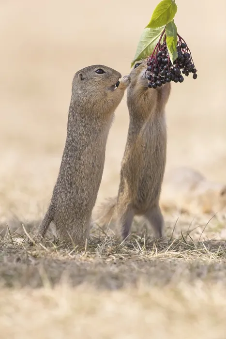 Framed Print : Two European ground squirrel (Spermophilus citellus)