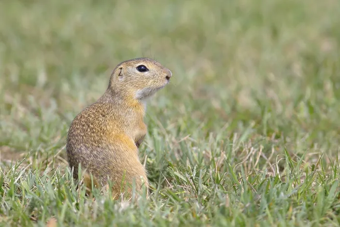 Framed Print : European ground squirrel (Spermophilus citellus)