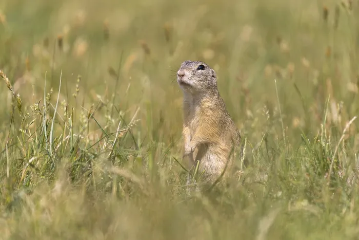 Framed Print : One European ground squirrel (Spermophilus citellus)