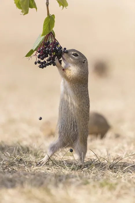 Framed Print : One European ground squirrel (Spermophilus citellus)