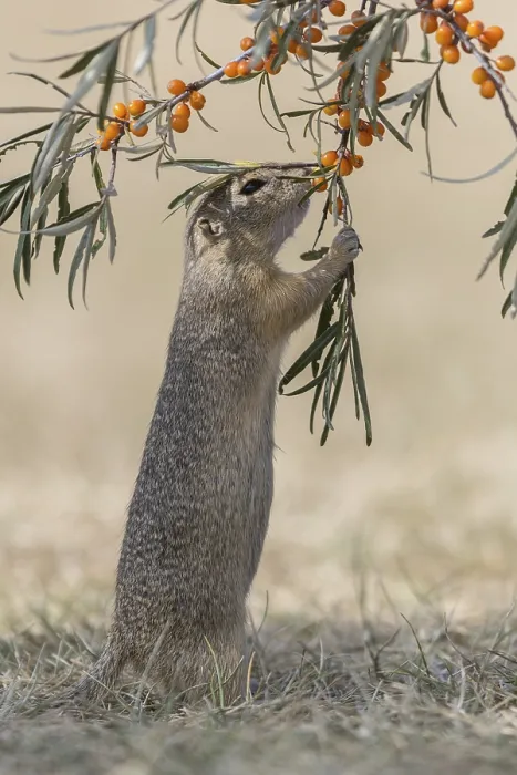 Framed Print : One European ground squirrel (Spermophilus citellus)