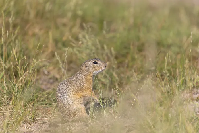 Framed Print : European ground squirrel (Spermophilus citellus) or European souslik sitting on sand and in tall grass feeding on seeds
