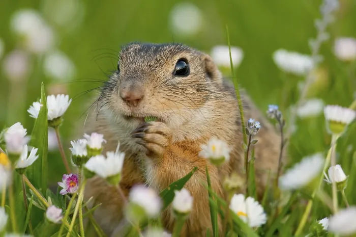 Framed Print : European ground squirrel (Spermophilus citellus)