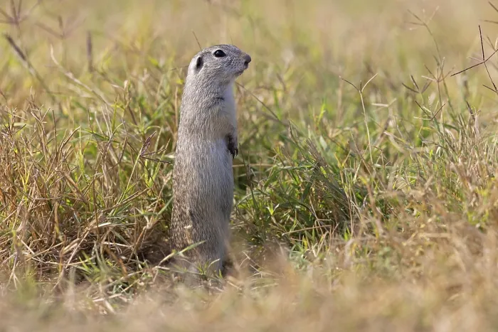 Framed Print : European ground squirrel (Spermophilus citellus)