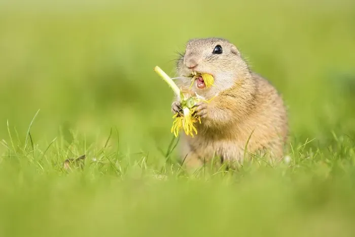 Framed Print : European ground squirrel (Spermophilus citellus citellus) eating dandelions