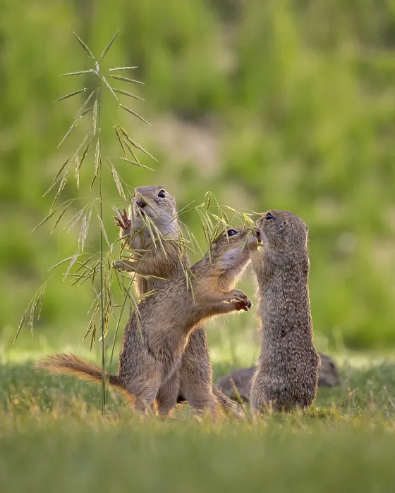Framed Print : European ground squirrel (Spermophilus citellus) curious and interested