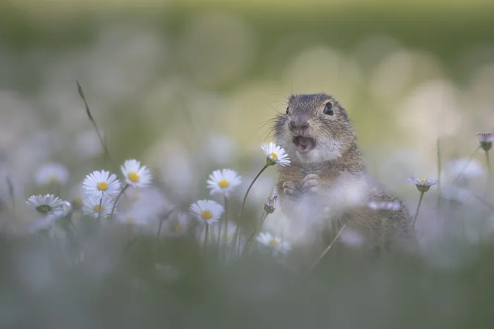 Framed Print : European ground squirrel (Spermophilus citellus) among daisies Framed Print : European ground squirrel (Spermophilus citellus) among daisies
