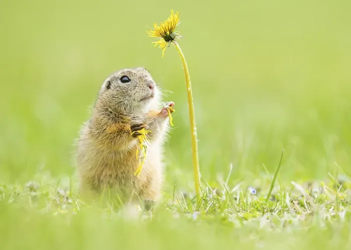 Framed Print : European ground squirrel (Spermophilus citellus) and Dandelion (Taraxacum)