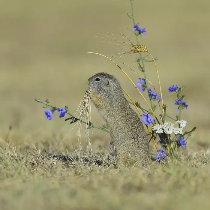Framed Print : European ground squirrel (Spermophilus citellus) eating barley ear