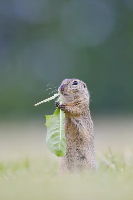 Framed Print : European ground squirrel (Spermophilus citellus) eating dandelion leaves (Taraxacum) Weinviertel Framed Print : European ground squirrel (Spermophilus citellus) eating dandelion leaves (Taraxacum) Weinviertel