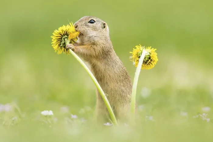 Framed Print : European ground squirrel (Spermophilus citellus) eating Dandelion (Taraxacum) Framed Print : European ground squirrel (Spermophilus citellus) eating Dandelion (Taraxacum)
