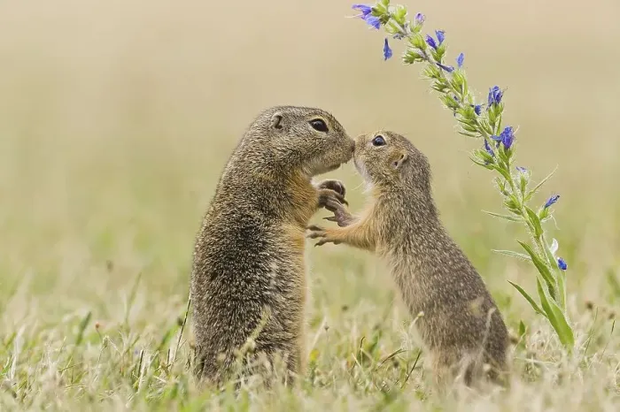 Framed Print : European ground squirrel (Spermophilus citellus) European ground squirrel Framed Print : European ground squirrel (Spermophilus citellus) European ground squirrel