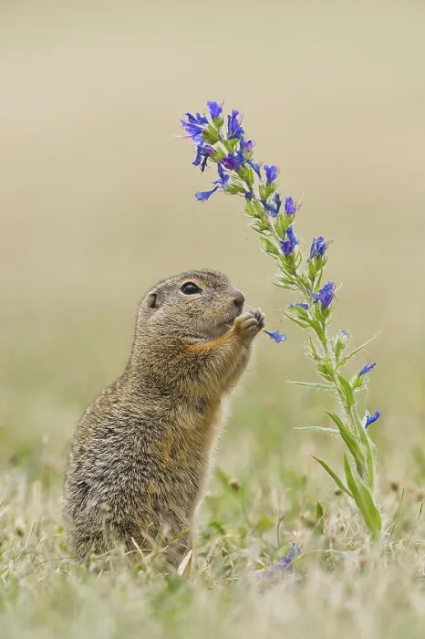 Framed Print : European ground squirrel (Spermophilus citellus) European ground squirrel