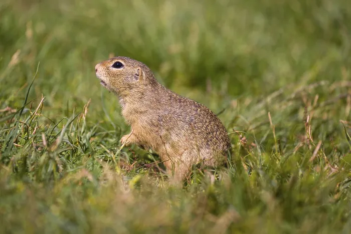 Framed Print : A European ground squirrel (Spermophilus citellus) or European souslik sits in green gras Framed Print : A European ground squirrel (Spermophilus citellus) or European souslik sits in green gras