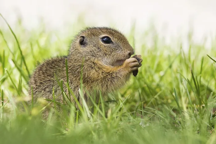 Framed Print : European Ground Squirrel (Spermophilus citellus) feeding