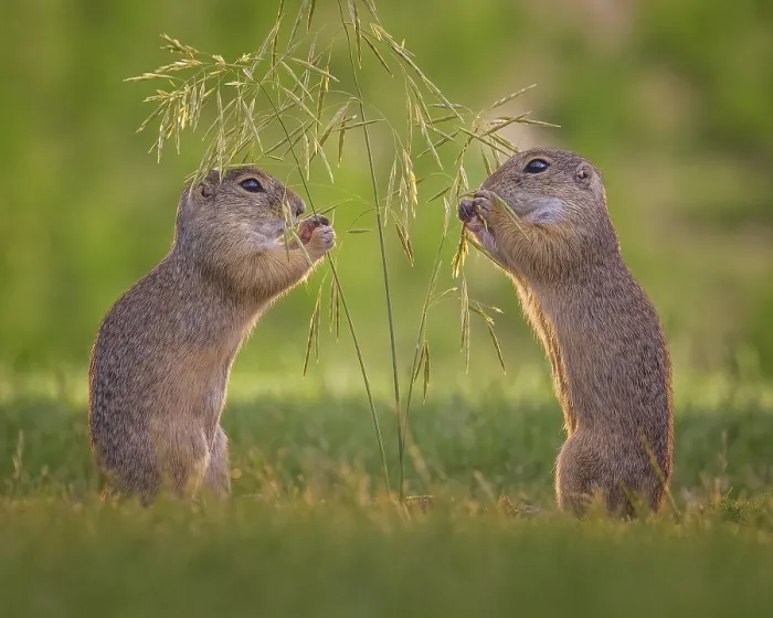 Framed Print : European ground squirrel (Spermophilus citellus) foraging Framed Print : European ground squirrel (Spermophilus citellus) foraging