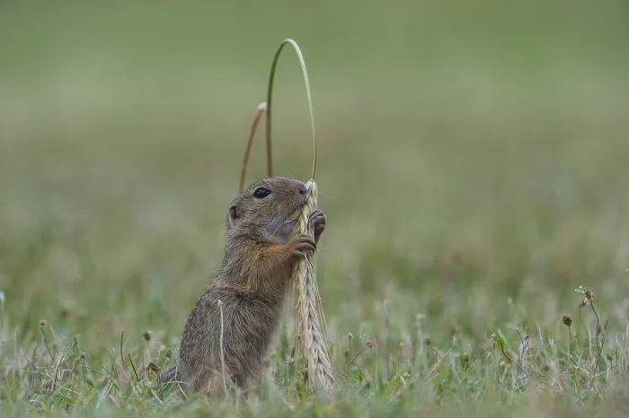 Framed Print : European Ground Squirrel (Spermophilus citellus) foraging in meadow