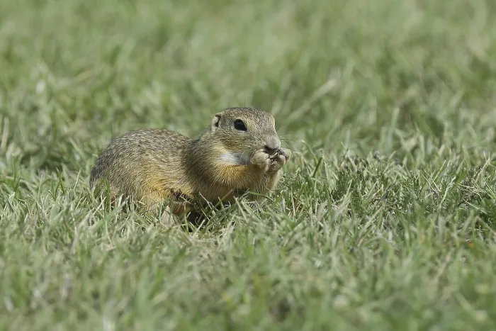 Framed Print : European ground squirrel (Spermophilus citellus) in a meadow Framed Print : European ground squirrel (Spermophilus citellus) in a meadow
