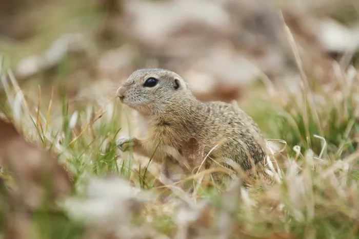 Framed Print : European ground squirrel (Spermophilus citellus) on a meadow
