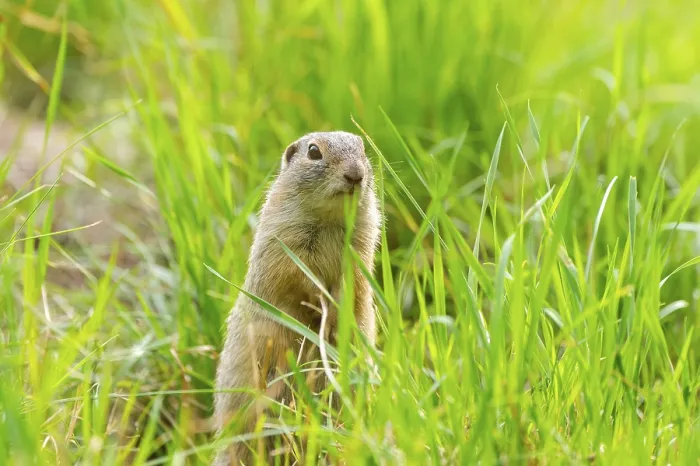 Framed Print : European ground squirrel (Spermophilus citellus) on a meadwo