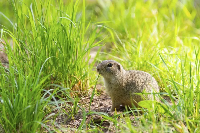 Framed Print : European ground squirrel (Spermophilus citellus) on a meadwo Framed Print : European ground squirrel (Spermophilus citellus) on a meadwo
