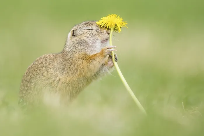 Framed Print : European ground squirrel (Spermophilus citellus) sniffs at Lowenzahn (Taraxacum) Framed Print : European ground squirrel (Spermophilus citellus) sniffs at Lowenzahn (Taraxacum)