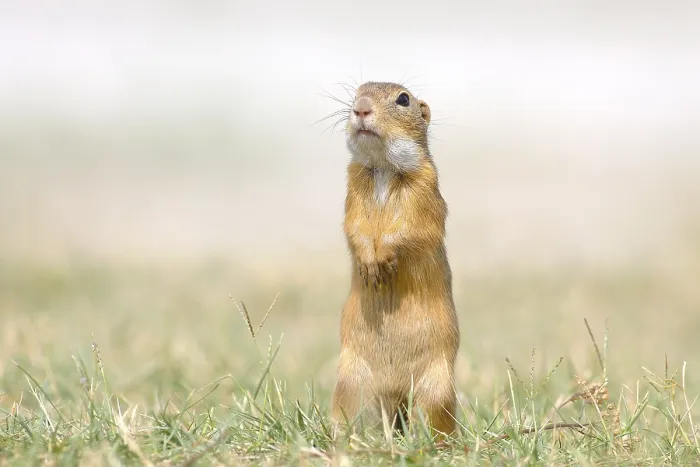Framed Print : European ground squirrel (Spermophilus citellus) standing in a meadow