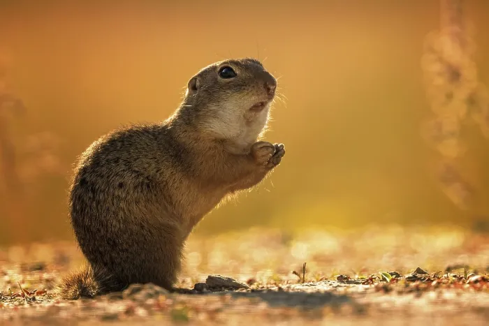 Framed Print : European ground squirrel (Spermophilus citellus) sunset
