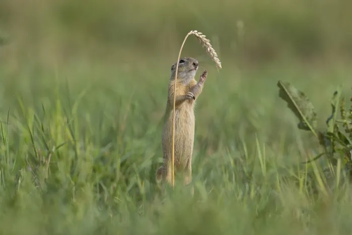 Framed Print : European ground squirrel (Spermophilus citellus) with wheat stalk
