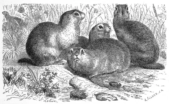 Framed Print : European ground squirrels (Spermophilus citellus) Framed Print : European ground squirrels (Spermophilus citellus)